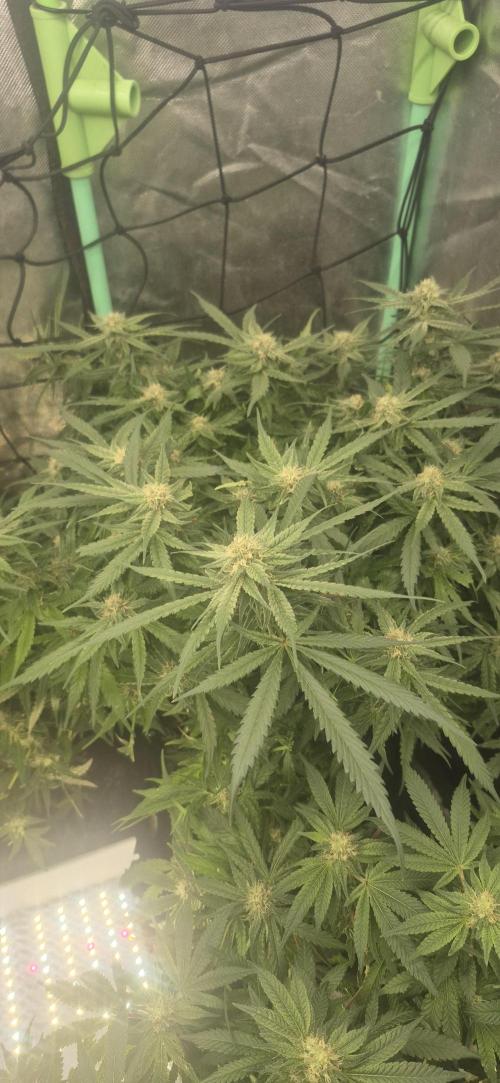 GG4 SHERBERT FF 420FASTBUDS flower.... Week 14