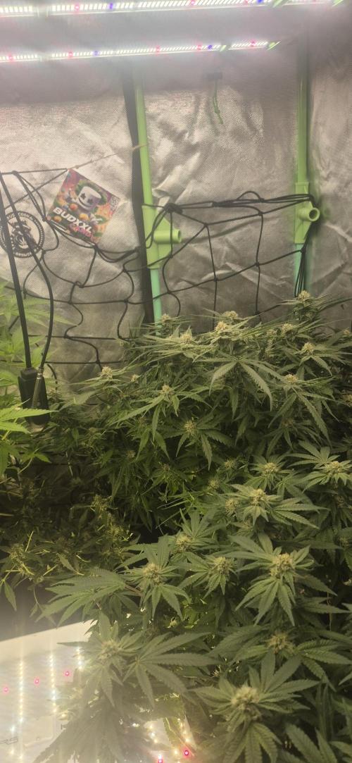 GG4 SHERBERT FF 420FASTBUDS flower.... Week 14