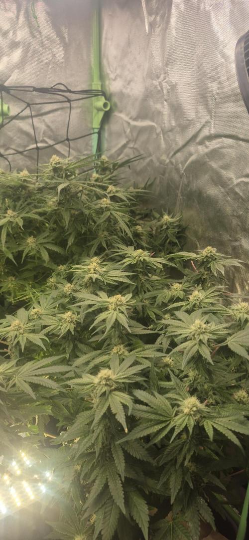 GG4 SHERBERT FF 420FASTBUDS flower.... Week 14