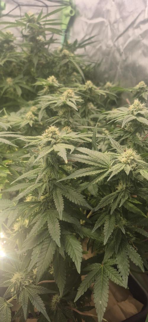 GG4 SHERBERT FF 420FASTBUDS flower.... Week 14