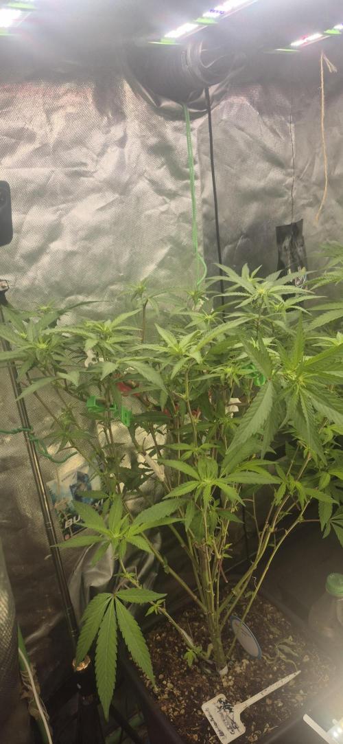 GG4 SHERBERT FF 420FASTBUDS flower.... Week 14