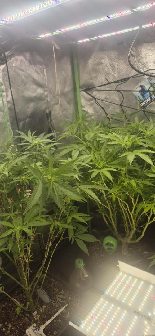 GG4 SHERBERT FF 420FASTBUDS flower.... Week 14