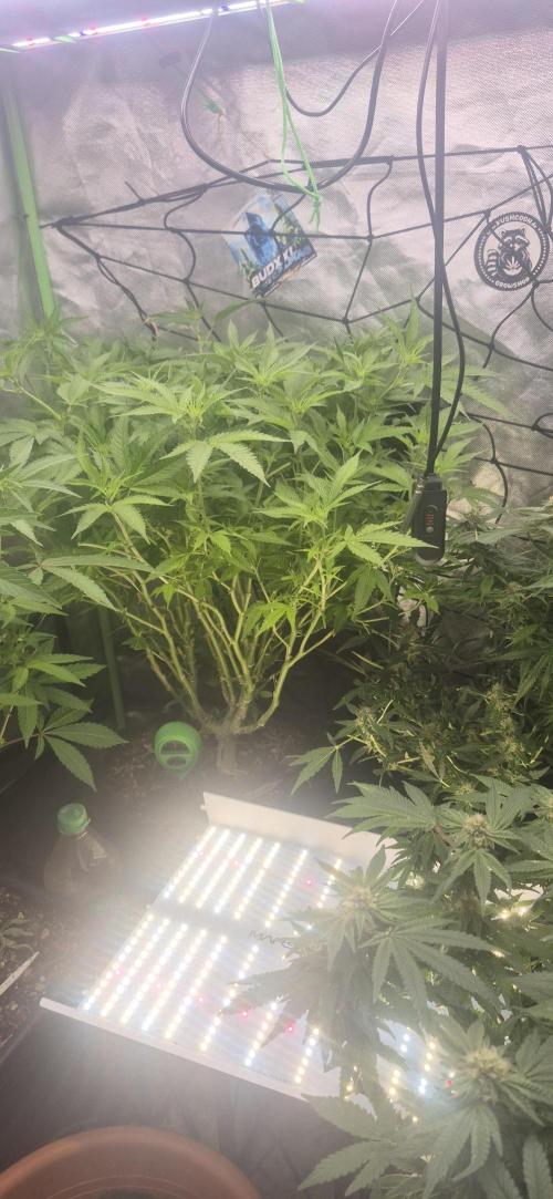 GG4 SHERBERT FF 420FASTBUDS flower.... Week 14