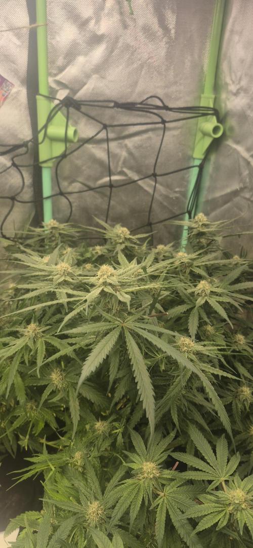 GG4 SHERBERT FF 420FASTBUDS flower.... Week 14
