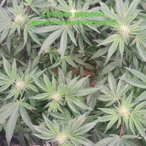 GG4 SHERBERT FF 420FASTBUDS flower.... Week 14