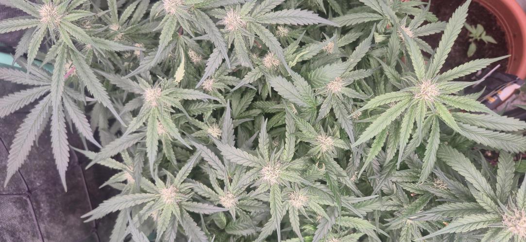 GG4 SHERBERT FF 420FASTBUDS flower.... Week 14