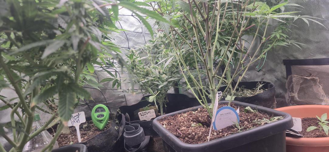 GG4 SHERBERT FF 420FASTBUDS flower.... Week 14