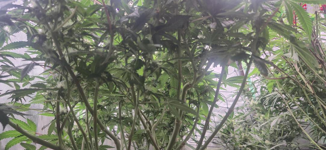 GG4 SHERBERT FF 420FASTBUDS flower.... Week 14