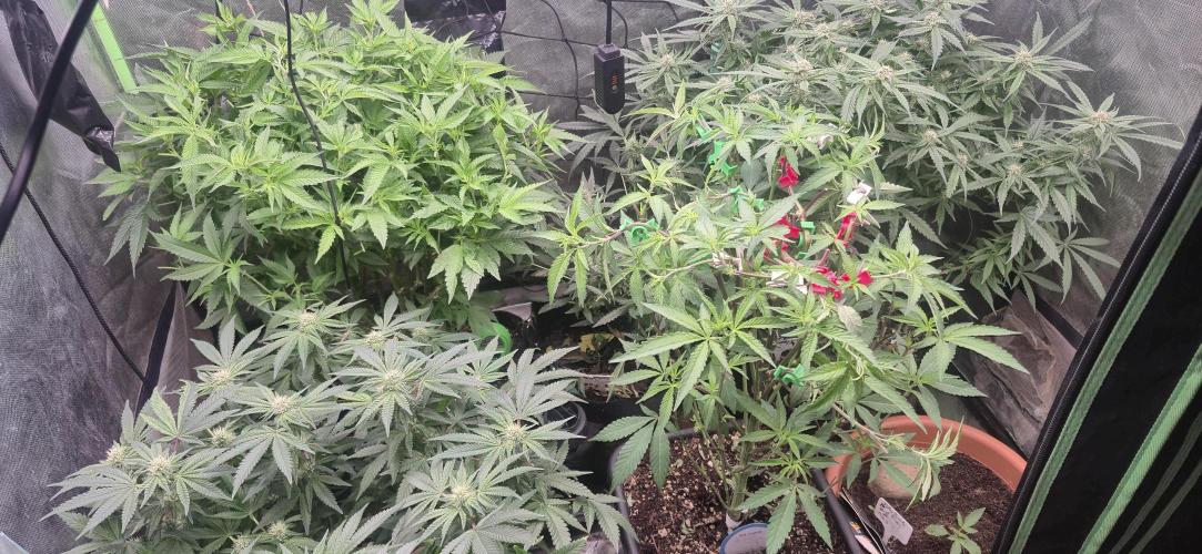 GG4 SHERBERT FF 420FASTBUDS flower.... Week 14