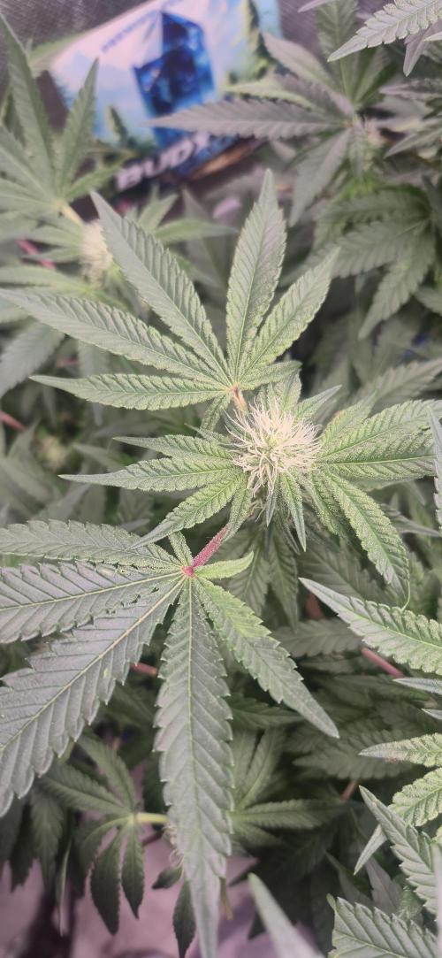 GG4 SHERBERT FF 420FASTBUDS flower.... Week 14