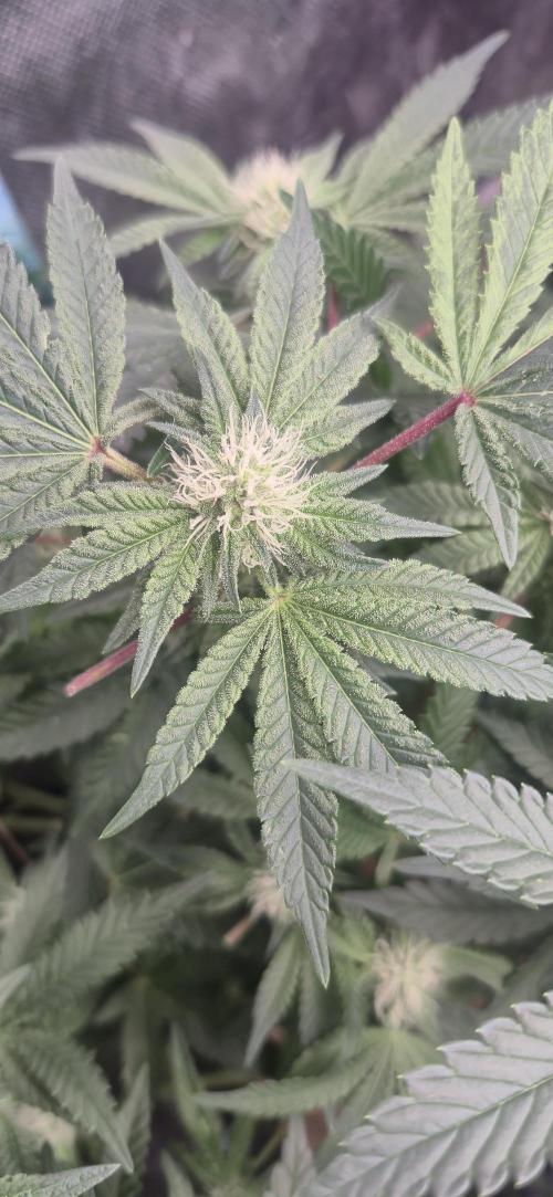 GG4 SHERBERT FF 420FASTBUDS flower.... Week 14