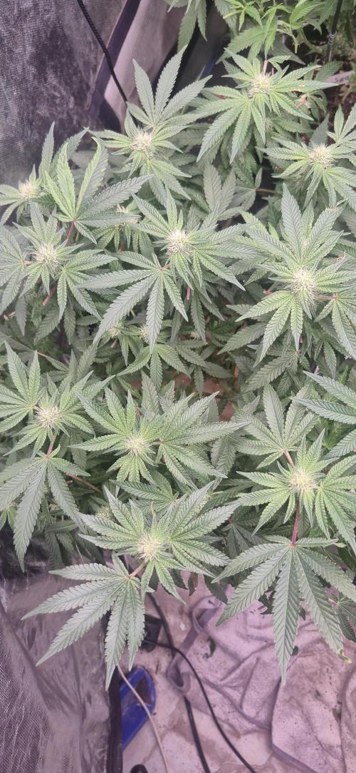 GG4 SHERBERT FF 420FASTBUDS flower.... Week 14