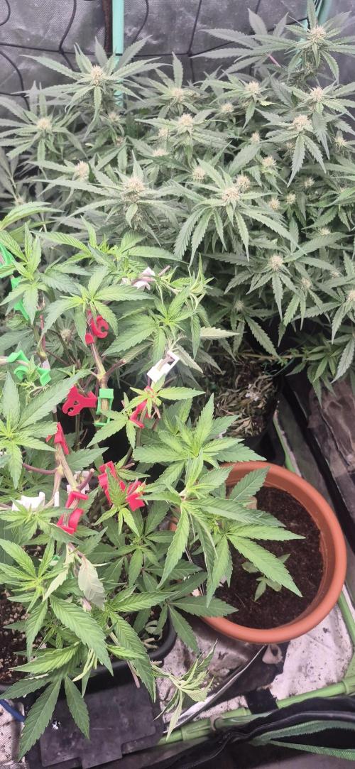 GG4 SHERBERT FF 420FASTBUDS flower.... Week 14