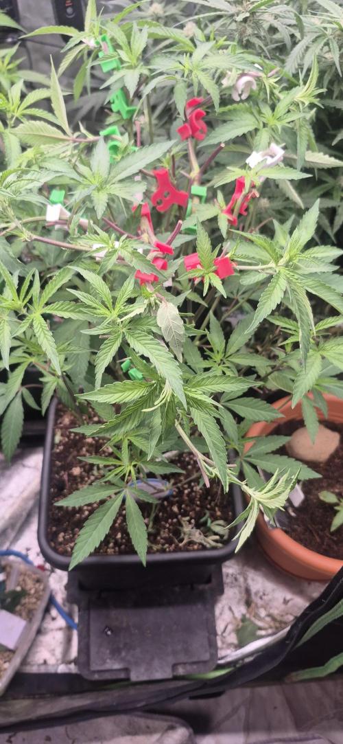 GG4 SHERBERT FF 420FASTBUDS flower.... Week 14