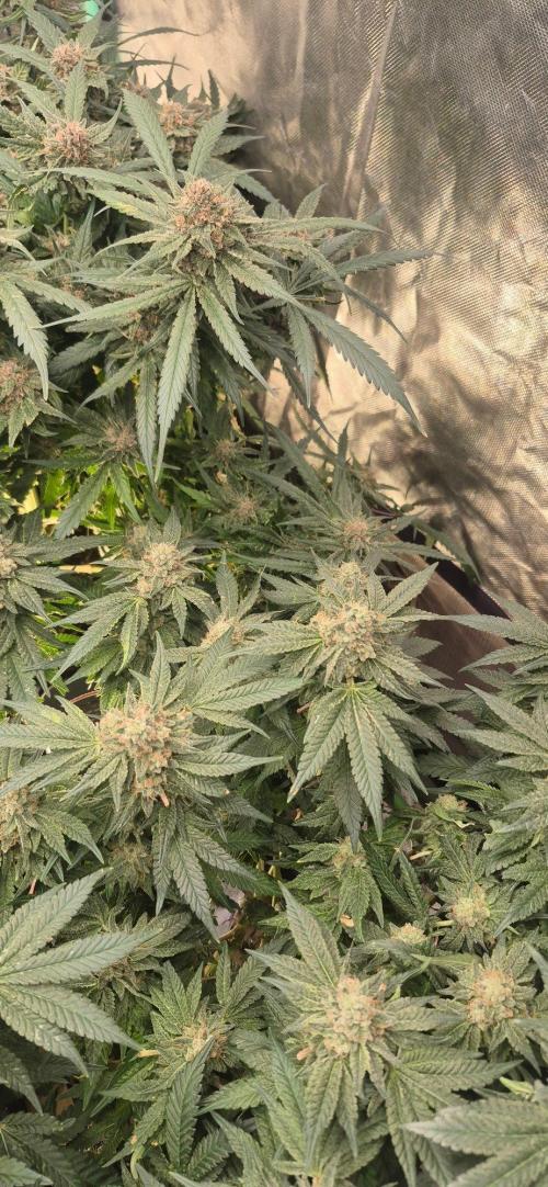 GG4 SHERBERT FF 420FASTBUDS flower.... Week 19