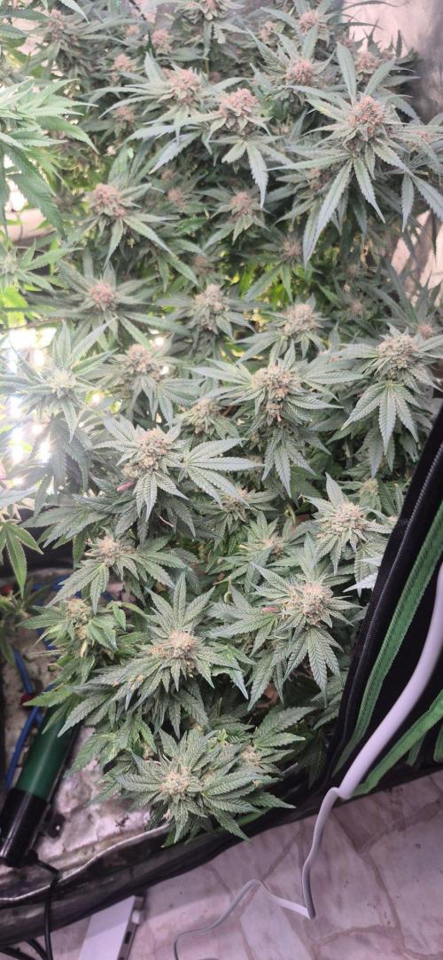 GG4 SHERBERT FF 420FASTBUDS flower.... Week 19