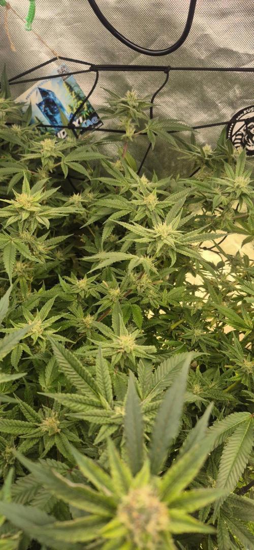 GG4 SHERBERT FF 420FASTBUDS flower.... Week 19