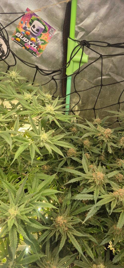 GG4 SHERBERT FF 420FASTBUDS flower.... Week 19