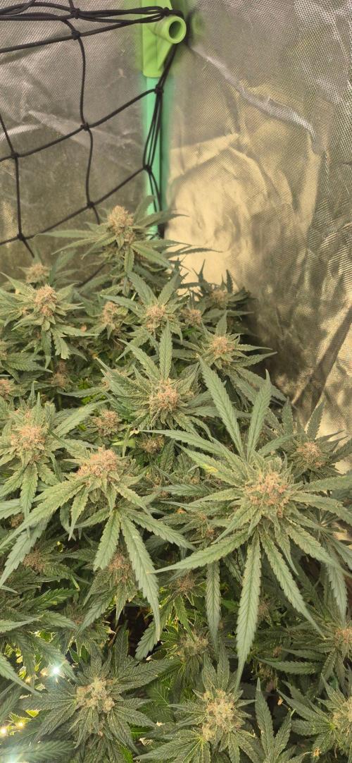 GG4 SHERBERT FF 420FASTBUDS flower.... Week 19