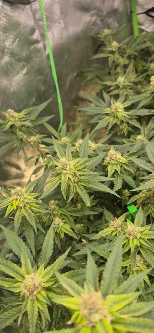 GG4 SHERBERT FF 420FASTBUDS flower.... Week 19