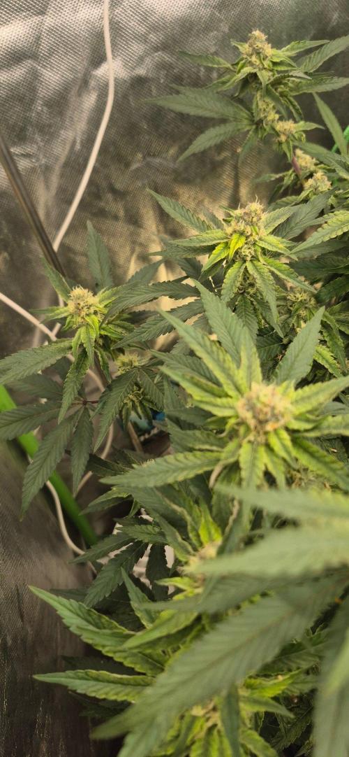 GG4 SHERBERT FF 420FASTBUDS flower.... Week 19