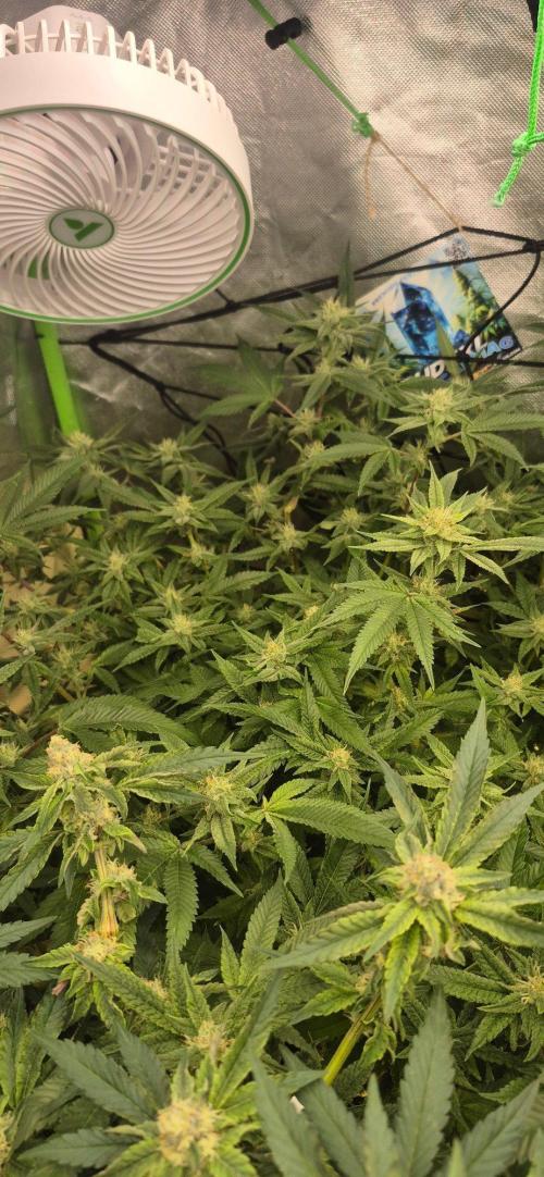GG4 SHERBERT FF 420FASTBUDS flower.... Week 19