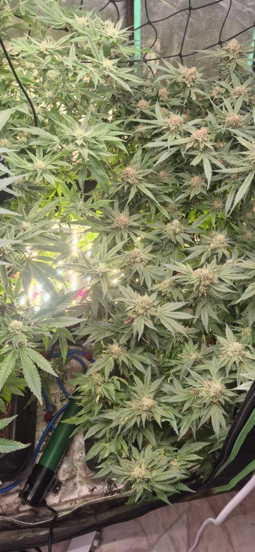 GG4 SHERBERT FF 420FASTBUDS flower.... Week 19