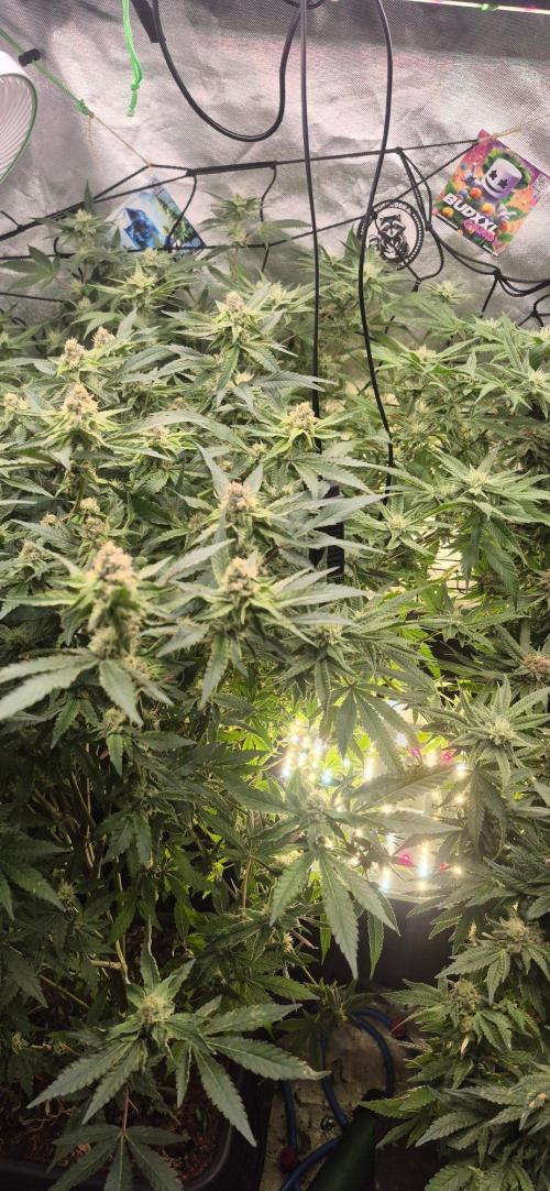 GG4 SHERBERT FF 420FASTBUDS flower.... Week 19