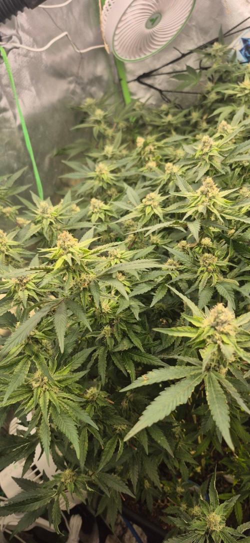 GG4 SHERBERT FF 420FASTBUDS flower.... Week 19
