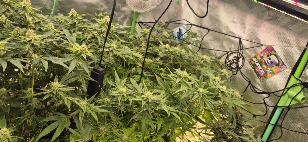 GG4 SHERBERT FF 420FASTBUDS flower.... Week 19