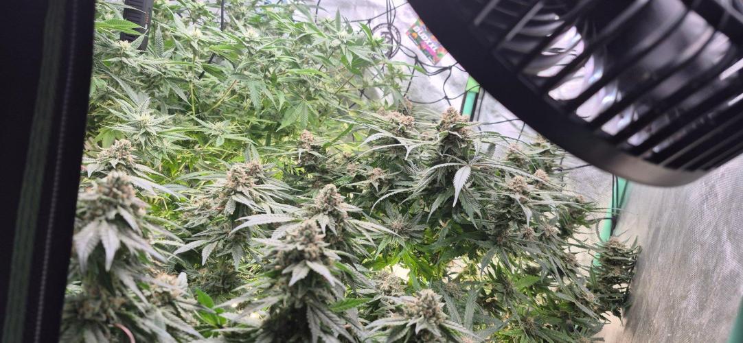 GG4 SHERBERT FF 420FASTBUDS flower.... Week 19