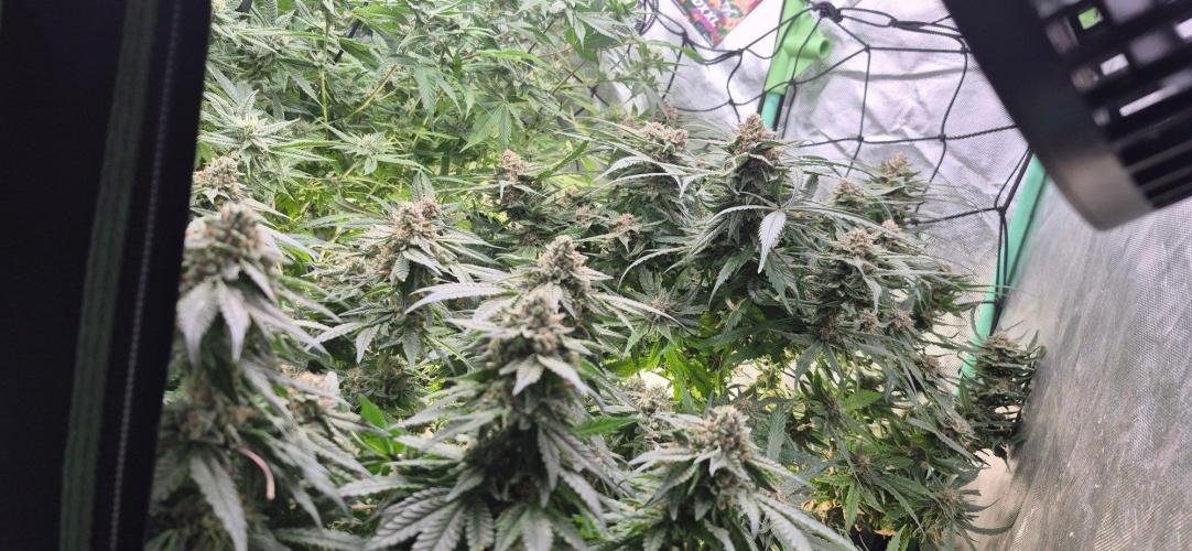 GG4 SHERBERT FF 420FASTBUDS flower.... Week 19