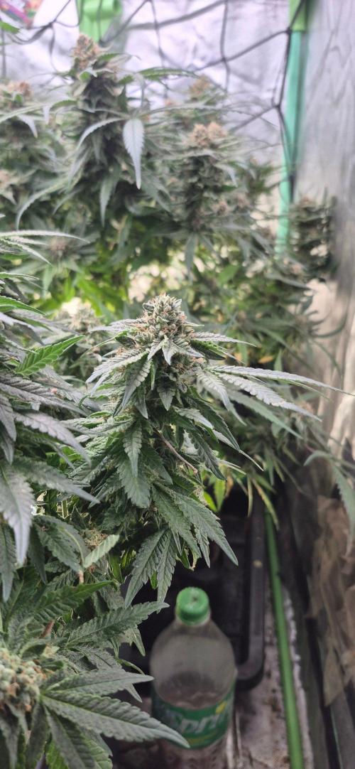 GG4 SHERBERT FF 420FASTBUDS flower.... Week 19