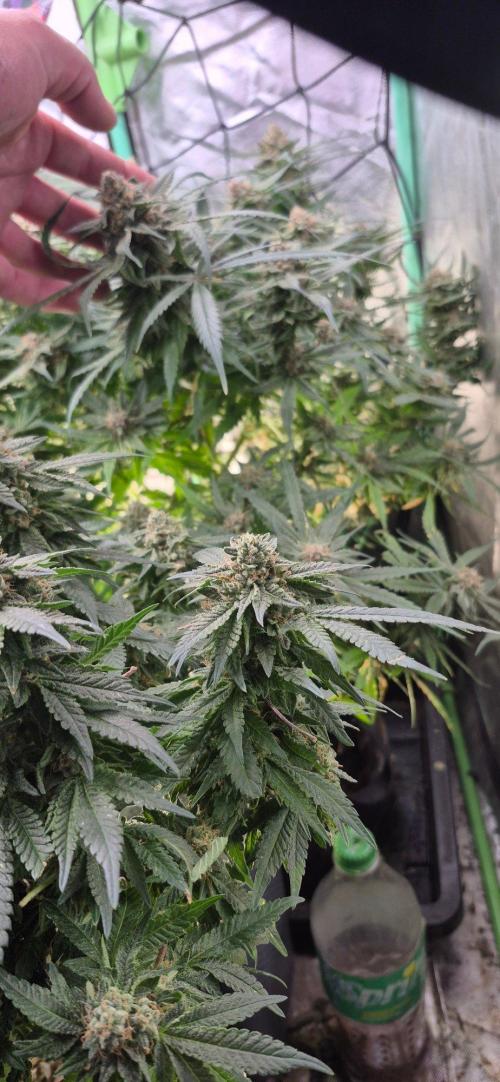 GG4 SHERBERT FF 420FASTBUDS flower.... Week 19