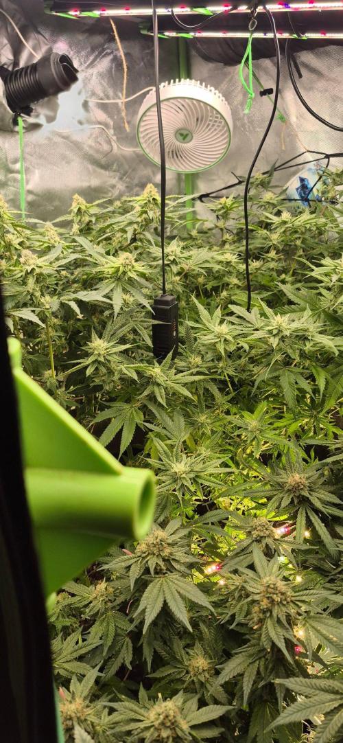 GG4 SHERBERT FF 420FASTBUDS flower.... Week 19