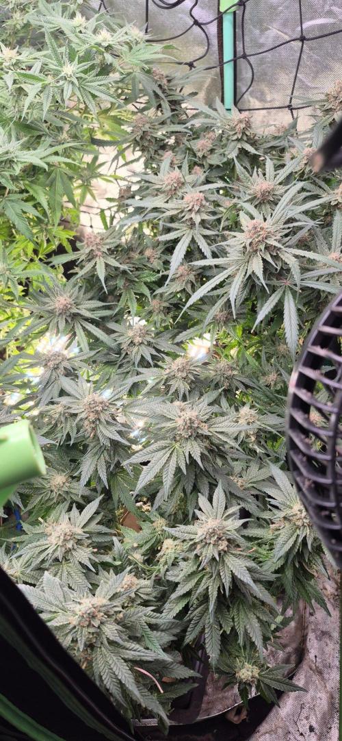 GG4 SHERBERT FF 420FASTBUDS flower.... Week 19