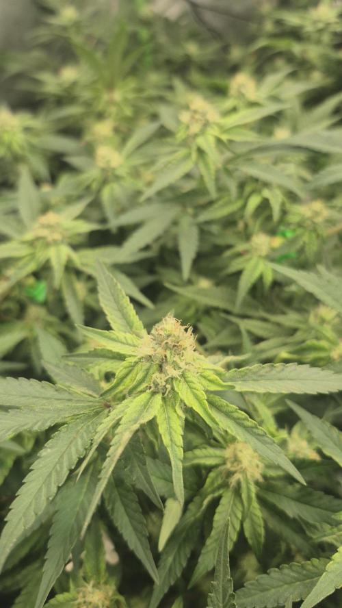 GG4 SHERBERT FF 420FASTBUDS flower.... Week 19