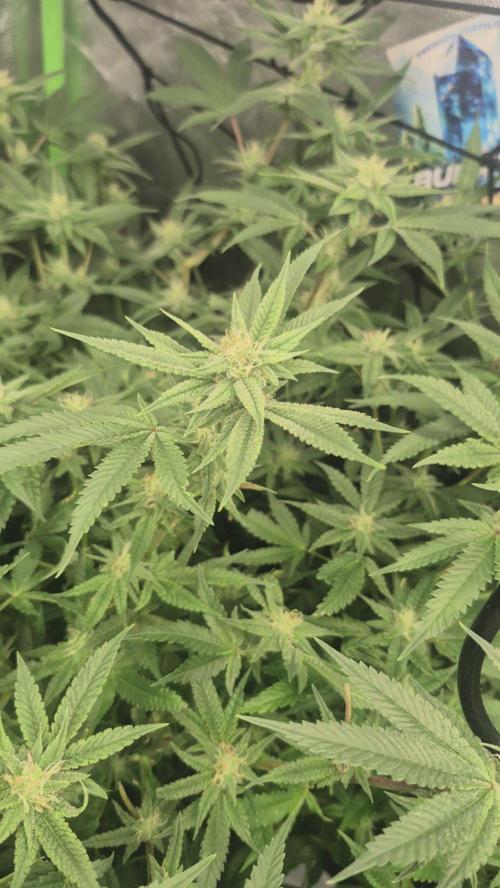 GG4 SHERBERT FF 420FASTBUDS flower.... Week 19
