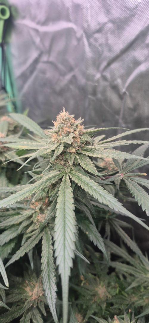GG4 SHERBERT FF 420FASTBUDS flower.... Week 19