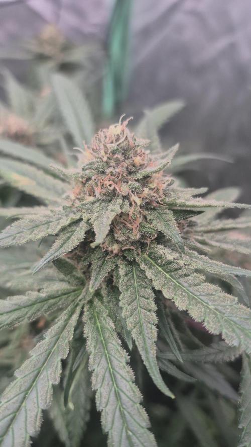 GG4 SHERBERT FF 420FASTBUDS flower.... Week 19