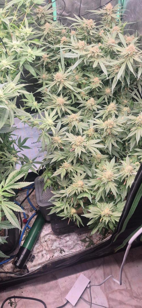 GG4 SHERBERT FF 420FASTBUDS flower.... Week 19