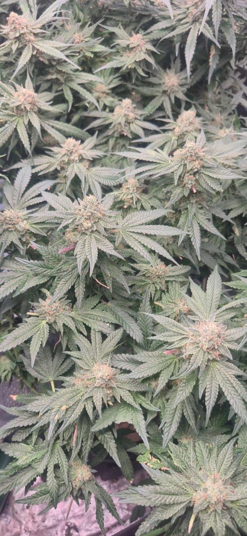 GG4 SHERBERT FF 420FASTBUDS flower.... Week 19
