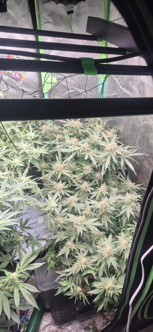 GG4 SHERBERT FF 420FASTBUDS flower.... Week 19
