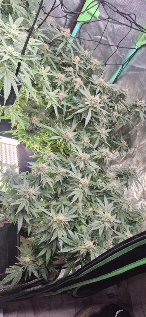 GG4 SHERBERT FF 420FASTBUDS flower.... Week 19