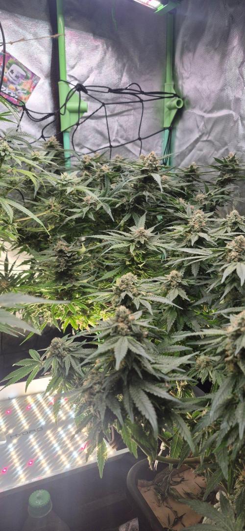GG4 SHERBERT FF 420FASTBUDS flower.... Week 19