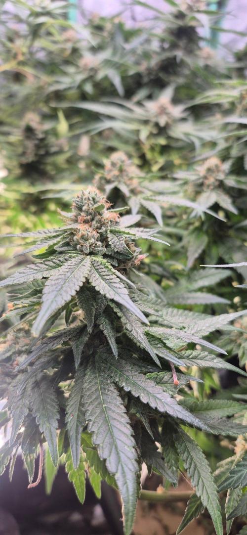 GG4 SHERBERT FF 420FASTBUDS flower.... Week 19