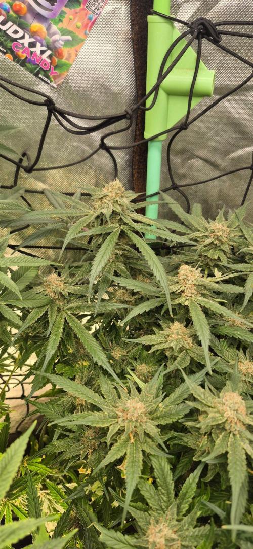 GG4 SHERBERT FF 420FASTBUDS flower.... Week 19