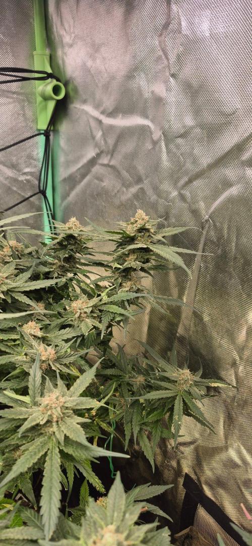 GG4 SHERBERT FF 420FASTBUDS flower.... Week 19