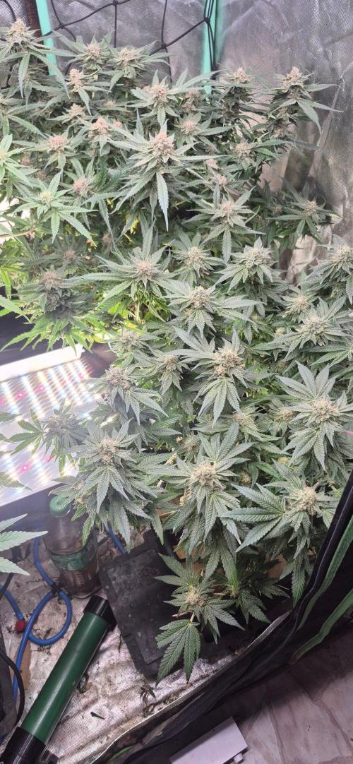 GG4 SHERBERT FF 420FASTBUDS flower.... Week 19