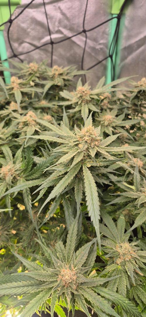 GG4 SHERBERT FF 420FASTBUDS flower.... Week 19
